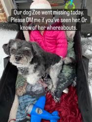 Reunited Female Dog last seen Country Lane,Carriage Drive, Intercourse, PA 17529