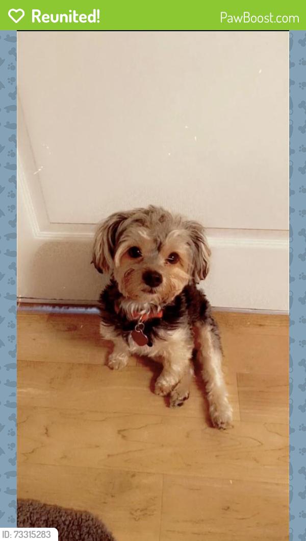 Reunited Male Dog last seen Elysian homes at cadence, Henderson, NV 89015