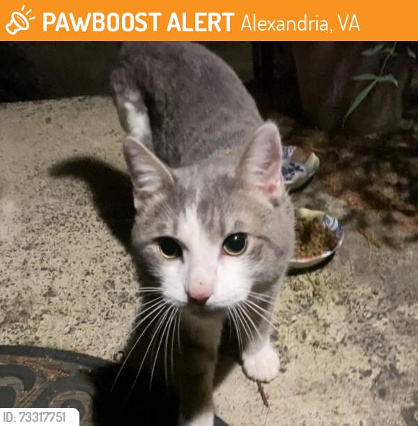 Found/Stray Male Cat last seen N. Ripley St. x Pelham 22304, Alexandria, VA 22304