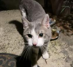 Found/Stray Male Cat last seen N. Ripley St. x Pelham 22304, Alexandria, VA 22304