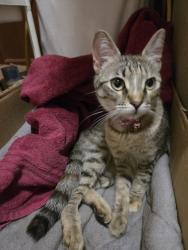 Found/Stray Unknown Cat last seen Cedar and Nees, Fresno, CA 93720
