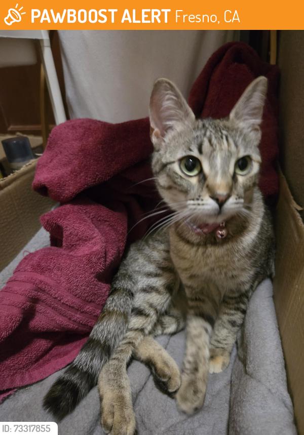 Found/Stray Unknown Cat last seen Cedar and Nees, Fresno, CA 93720