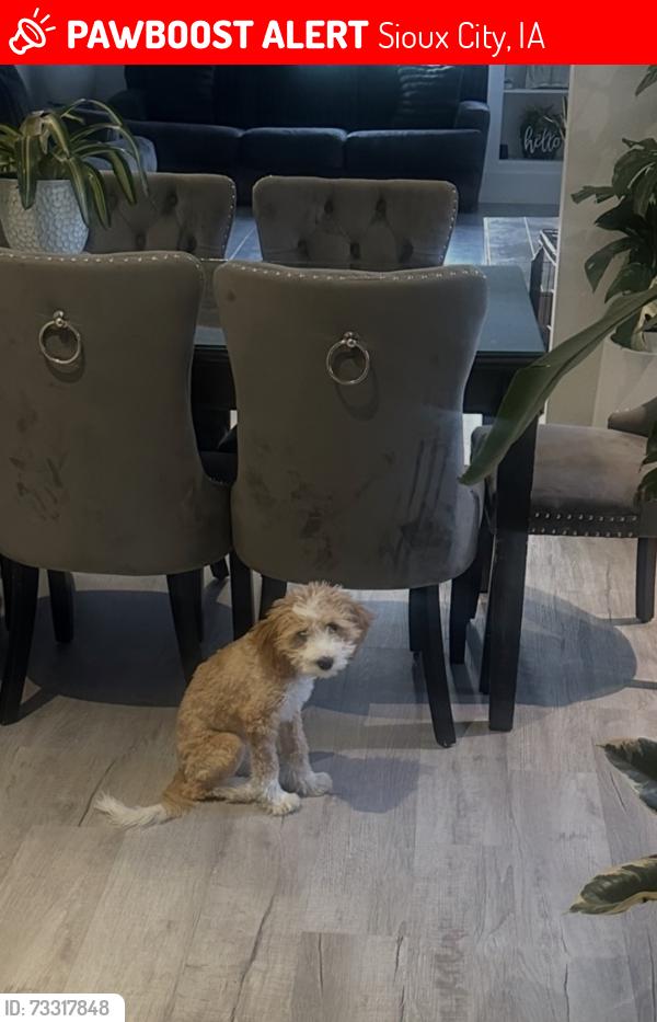 Lost Female Dog last seen Morningside area, Sioux City, IA 51106