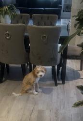 Lost Female Dog last seen Morningside area, Sioux City, IA 51106