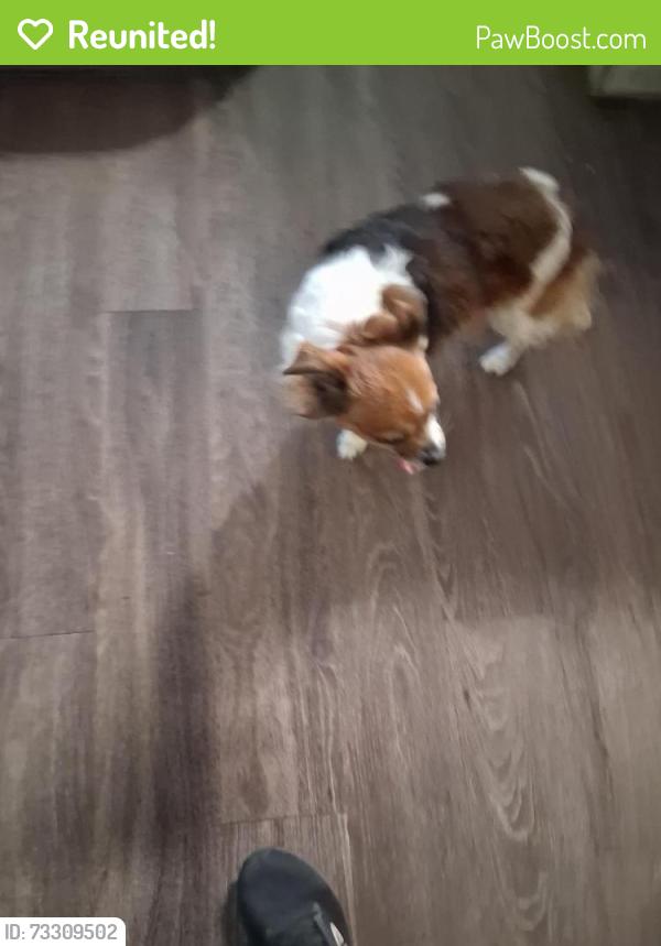 Reunited Male Dog last seen Church on vista view, San Antonio, TX 78213