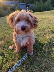 Reunited Male Dog last seen SW Marigold St, Portland, OR 97219