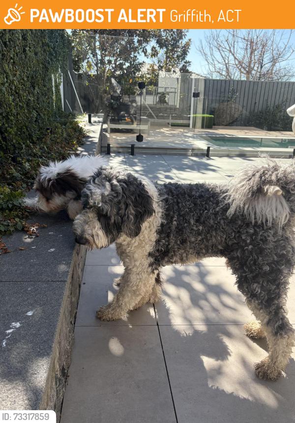 Found/Stray Male Dog last seen Lindsay Street, Griffith, ACT 2603