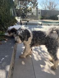 Found/Stray Male Dog last seen Lindsay Street, Griffith, ACT 2603