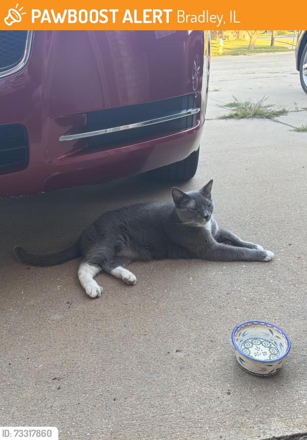 Found/Stray Unknown Cat last seen Lemna Ave and wingo ln, Bradley, IL 60914