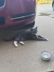 Found/Stray Unknown Cat last seen Lemna Ave and wingo ln, Bradley, IL 60914