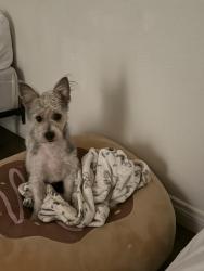 Lost Male Dog last seen S Budlong avenue & W 41st St, Los Angeles, CA 90037