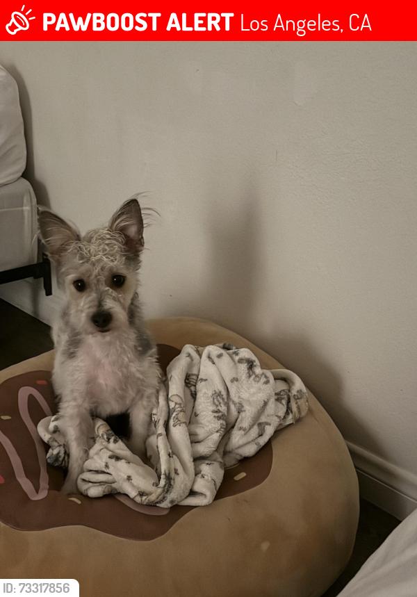 Lost Male Dog last seen S Budlong avenue & W 41st St, Los Angeles, CA 90037