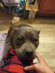 Reunited Female Dog last seen Crystal Springs Road, Fayetteville, NC 28306