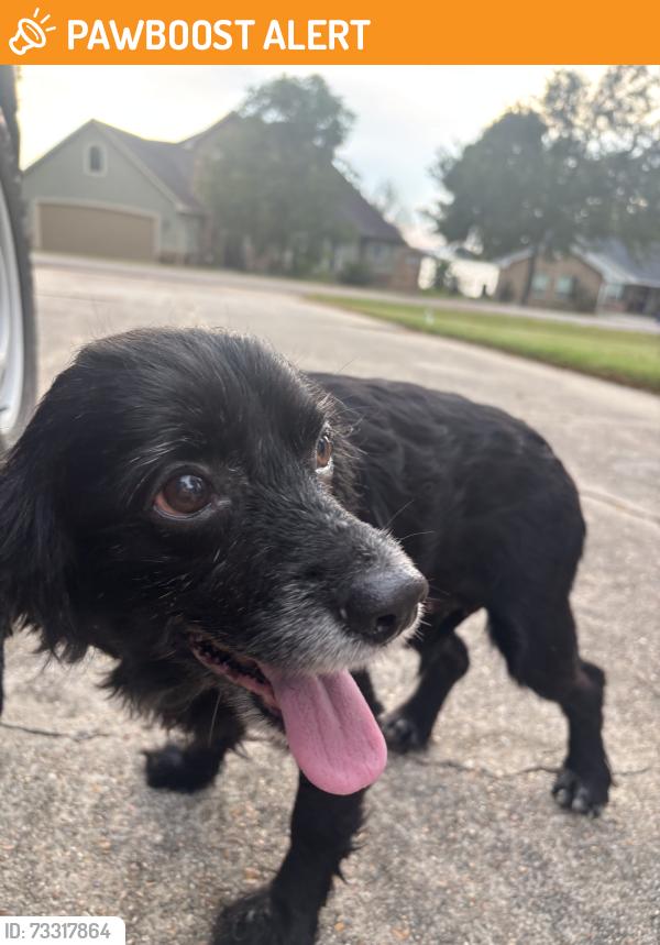 Found/Stray Female Dog last seen valley dr, Montgomery County, TX 77318