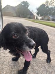 Found/Stray Female Dog last seen valley dr, Montgomery County, TX 77318