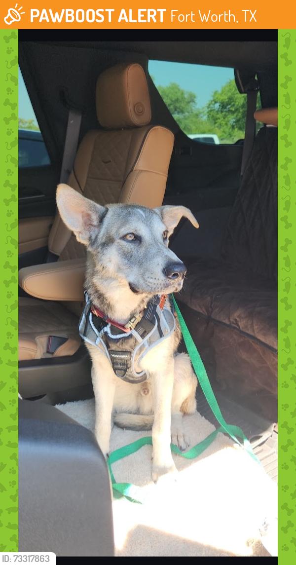 Found/Stray Male Dog last seen Hemsell, Fort Worth, TX 76116