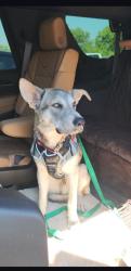 Found/Stray Male Dog last seen Hemsell, Fort Worth, TX 76116