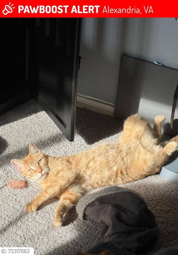 Lost Male Cat last seen Arrive Alexandria, Alexandria, VA 22304