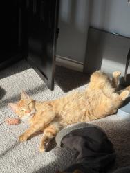Lost Male Cat last seen Arrive Alexandria, Alexandria, VA 22304