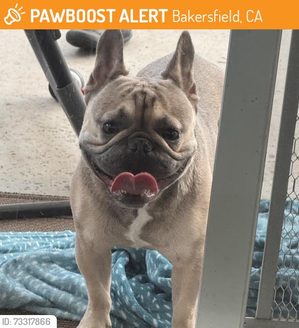 Found/Stray Male Dog last seen Hageman toad, Bakersfield, CA 93312
