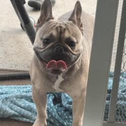 Found/Stray Male Dog last seen Hageman toad, Bakersfield, CA 93312
