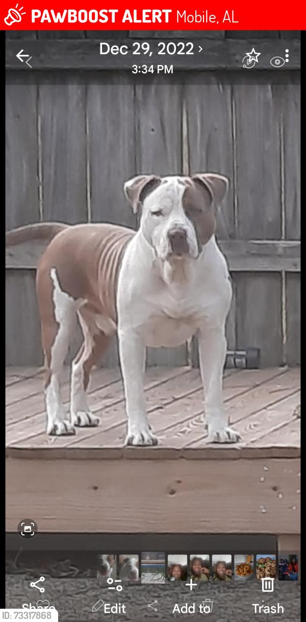 Lost Male Dog last seen Fairfield rd and Gill rd, Mobile, AL 36605