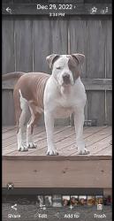 Lost Male Dog last seen Fairfield rd and Gill rd, Mobile, AL 36605