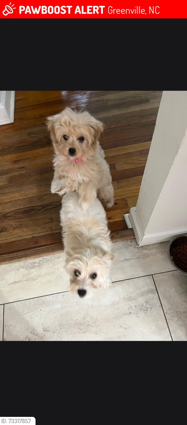 Lost Unknown Dog last seen Near Fairway Dr, Greenville, NC 27858, Greenville, NC 27858