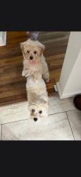 Lost Unknown Dog last seen Near Fairway Dr, Greenville, NC 27858, Greenville, NC 27858