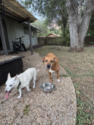 Found/Stray Female Dog last seen Emerald forest dr, Sunset Valley, TX 78745