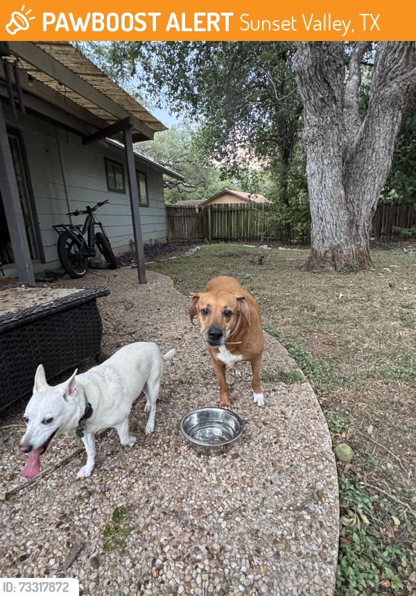 Found/Stray Female Dog last seen Emerald forest dr, Sunset Valley, TX 78745