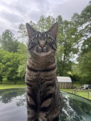 Lost Male Cat last seen hancock bridge rd, Barrow County, GA 30680