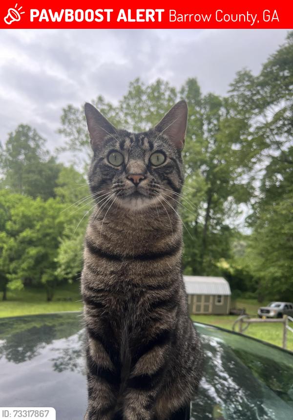 Lost Male Cat last seen hancock bridge rd, Barrow County, GA 30680
