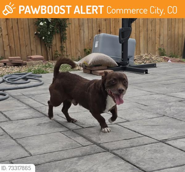 Found/Stray Male Dog last seen 104th and Potomac, Commerce City, CO 80022