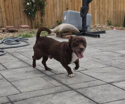 Found/Stray Male Dog last seen 104th and Potomac, Commerce City, CO 80022