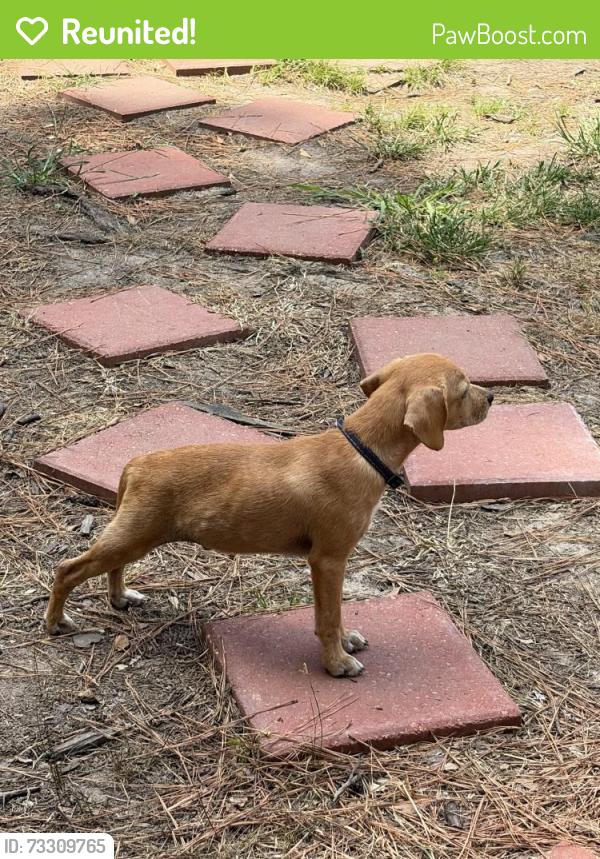 Reunited Male Dog last seen Peirson rd, Pearl, MS 39208