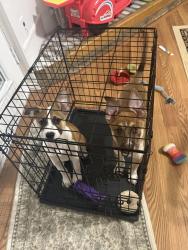 Reunited Female Dog last seen Miller Rd and Carla Dr, Rowlett, TX 75088