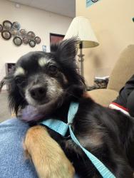 Reunited Female Dog last seen 36th and Lands End, Tucson, AZ 85713