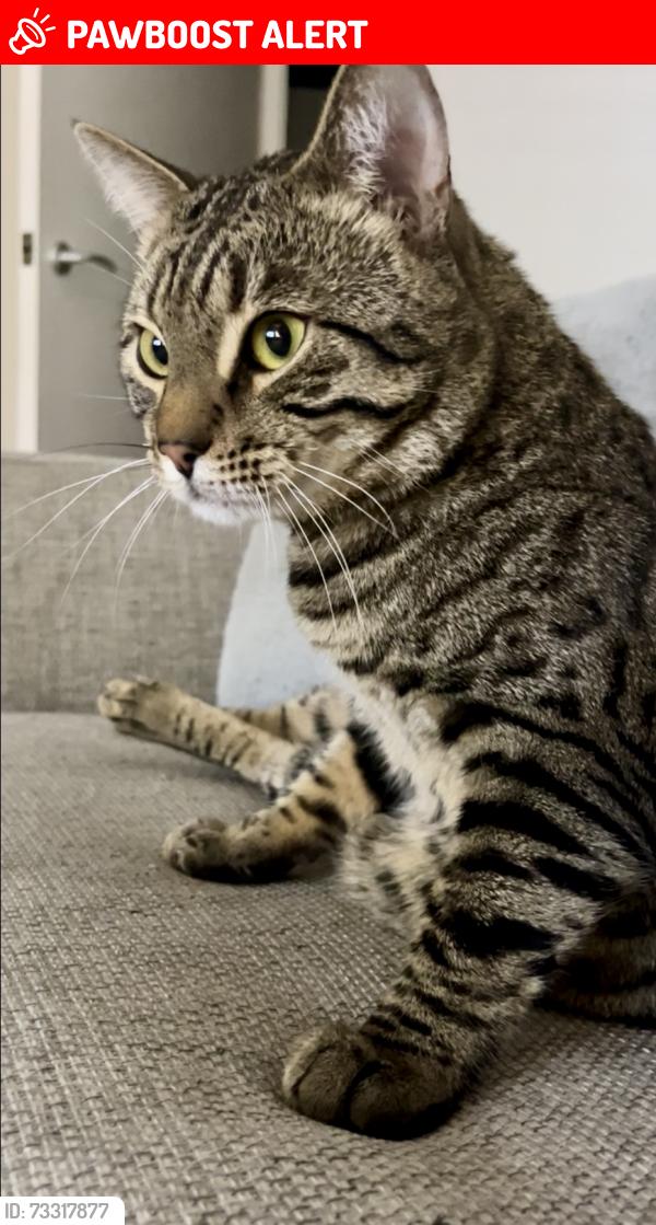 Lost Male Cat last seen Pear tree avenue, Kingsbury, England B78 2LL