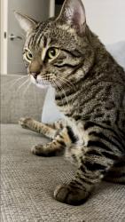 Lost Male Cat last seen Pear tree avenue, Kingsbury, England B78 2LL