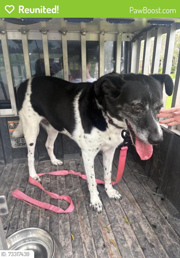 Reunited Male Dog last seen Olde Towne, Belville, NC 28451, USA, Belville, NC 28451