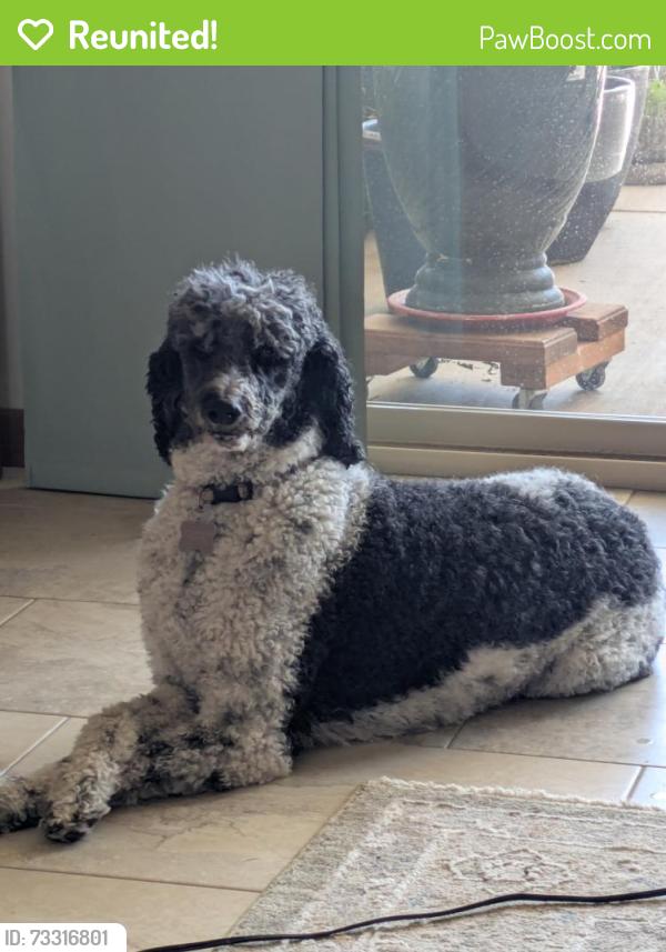 Reunited Female Dog last seen Unser and Wellspring, Rio Rancho, NM 87124