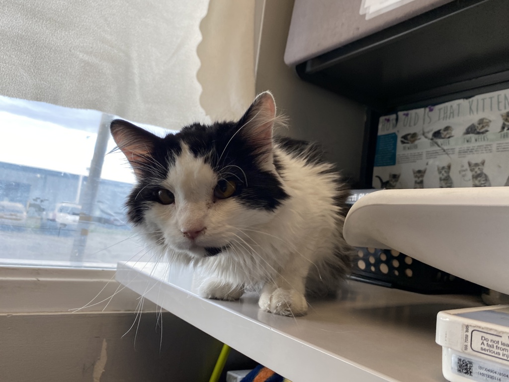 Shelter Stray Male Cat last seen Near S Union Park Avenue, Sandy City, UT, 84047, 511 W 3900 S, Salt Lake City, UT 84123, USA