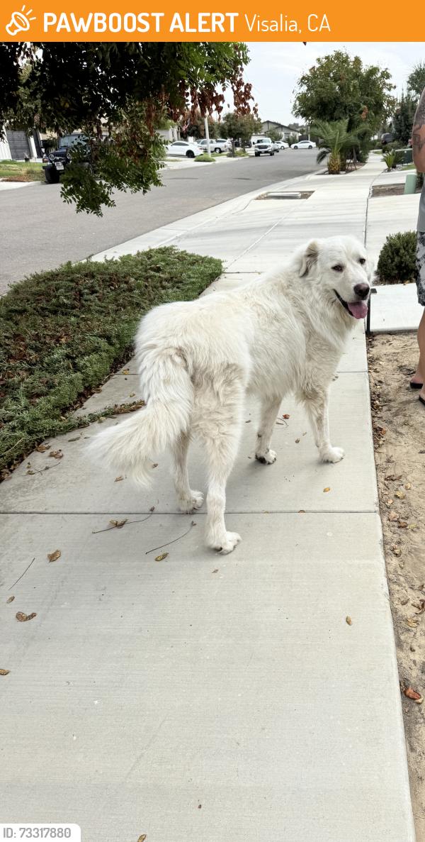 Found/Stray Unknown Dog last seen North Dinuba Blvd Target, Visalia, CA 93291