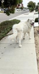 Found/Stray Unknown Dog last seen North Dinuba Blvd Target, Visalia, CA 93291