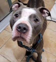 Shelter Stray Female Dog last seen SE Tenino St/ SE Tacoma, PORTLAND, OR, 97202, 1700 W Historic Columbia River Hwy, Troutdale, OR 97060, USA