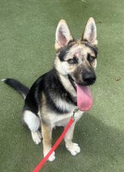 Shelter Stray Male Dog last seen Near Via Montebello, Carlsbad, CA, 92009, Oceanside, CA 92058, USA