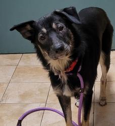 Shelter Stray Male Dog last seen Division / 136th, PORTLAND, OR, 97236, 1700 W Historic Columbia River Hwy, Troutdale, OR 97060, USA