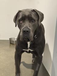 Shelter Stray Female Dog last seen Gloria Street, San Diego, CA, 92113, 5500 Gaines St, San Diego, CA 92110, USA