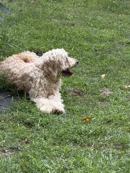 Found/Stray Unknown Dog last seen Old Largo Rd, Greater Upper Marlboro, MD 20774